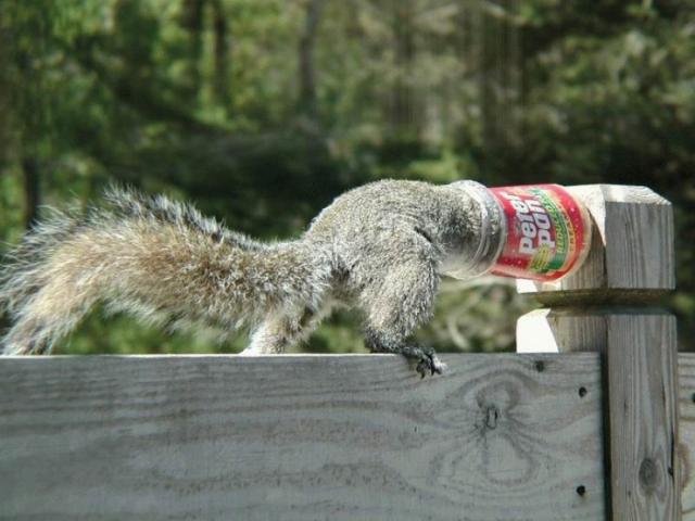 04_squirrels_76023.jpg