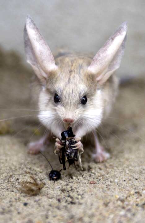 Jerboa-storm of all cockroaches