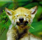 Predators are herbivores