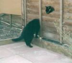 cat's body parts