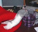 rat with dry mouth