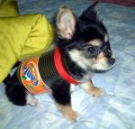 0920_dog.jpg