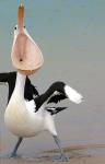 Singing pelican