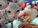 1008_cat.jpg