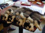 veterinary inspection