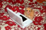 Hamster - programmer