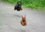 flying dog