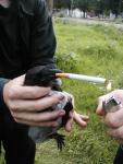 and a crow can be taught to smoke