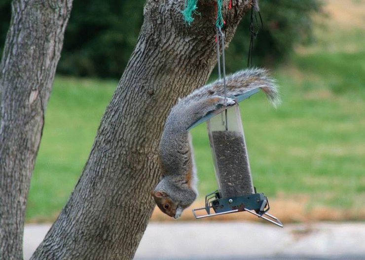 13_squirrels_71340.jpg