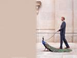 Peacock on a leash