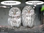 owl's conversation