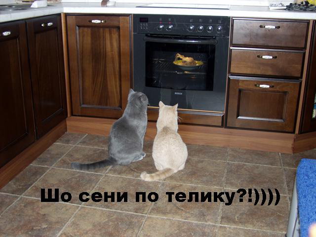 шо сени по телику