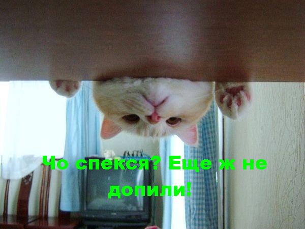 чо спекся.. еще ж не допили