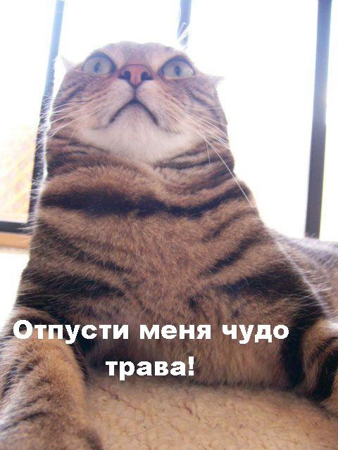 отпусти меня чудо трава
