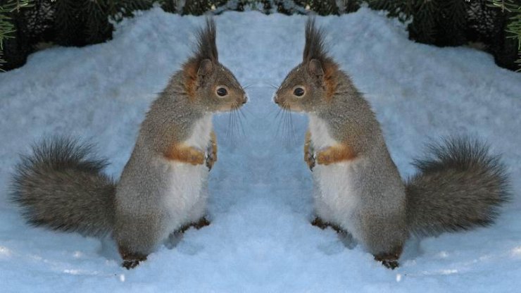22_squirrels_51481.jpg