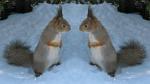 22_squirrels_51481.jpg