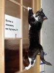 котов в комнату не пускать