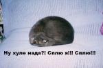 ну что надо, сплю я, сплю