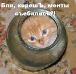 котёнок в трёхлитровой банке