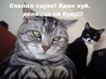 жадность фраера сгубила