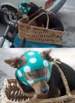 dog motorcyclist