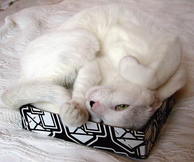 white ball