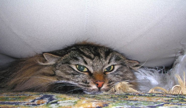 сплющенный кот