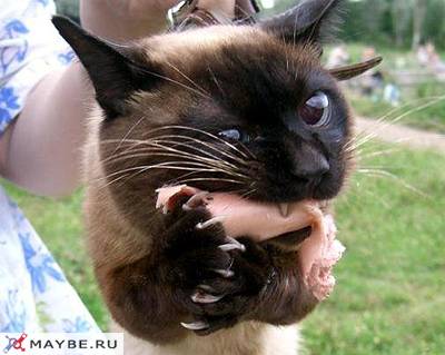 лакомство костью