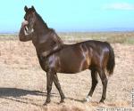 horse with the hands