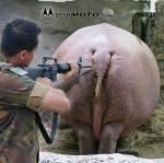 Hippopotamus hunters