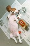 bad habits the dog