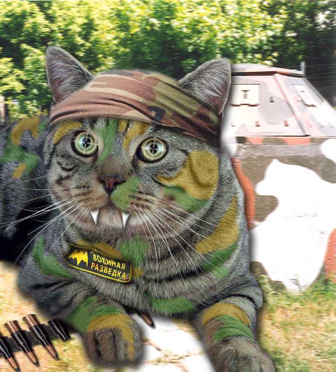 military intelligence