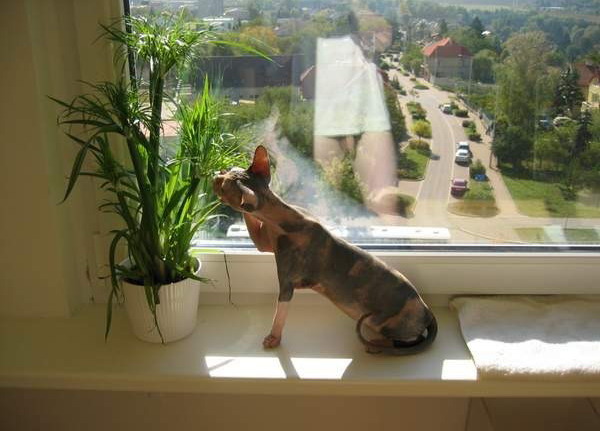 фотография кота пропалывающего цветок