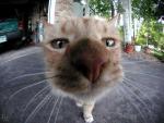 cool photo of a cat muzzle close-up