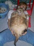 such belly