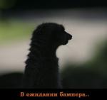 в ожидании бампера....