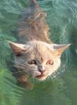 кот в воде