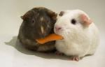 guinea_pigs_01.jpg