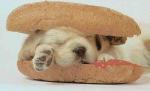 HOTDOG.JPG