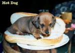 grain bed for dogs