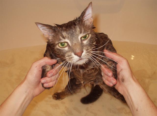 мучение кота