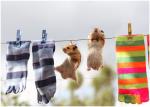 hamsters dried laundry