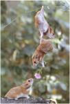 hamsters in the circus