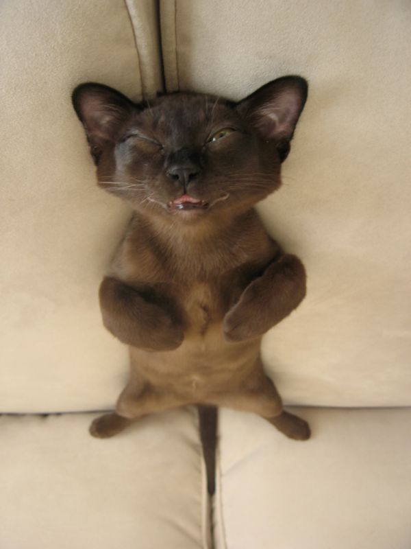 one-eyed cat