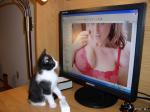 cat watching erotica