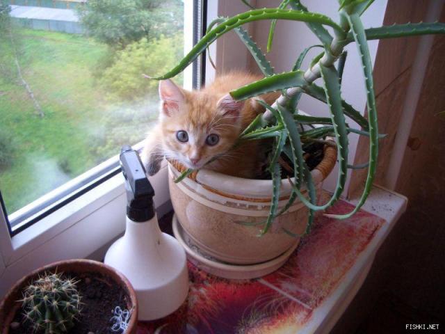 кот увлекающийся цветоводством