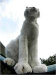 кот в позе сфинкса