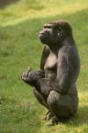 Monkey.JPG