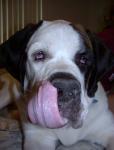 thick snout, long tongue