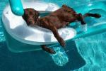 dog swims in the pool on an inflatable mattress